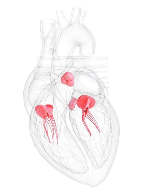Human Heart Valves Photograph By Sebastian Kaulitzkiscience Photo
