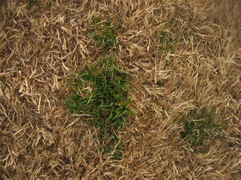 After dethatching, your lawn will look ragged. Xtremehorticulture of the Desert: Bermudagrass Lawn Requires Dethatching to Look Good