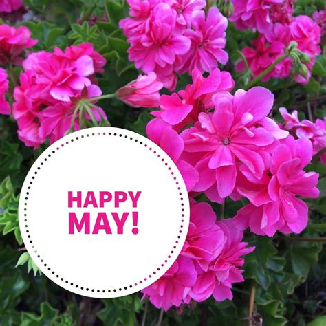 Who Else Loves The Month Of May And All Its Beautiful Flowers 🌸🌼🌸