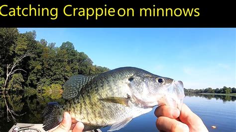 Catching Crappie In The Summer With Minnows Youtube