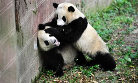 Panda Fight Blank Template Imgflip