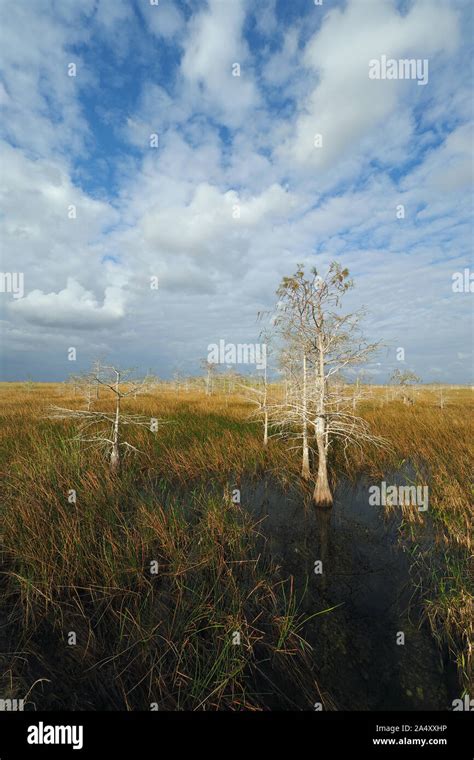 Dramatic Cloudscape Over The Sawgrass Prairie And Cypress Trees Of