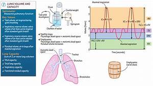 Physiology Lung Volume And Capacity Ditki Medical Biological Sciences