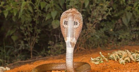 Gaboon Viper Vs King Cobra Whats The Difference A Z Animals