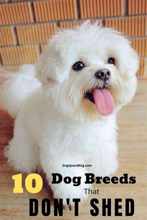 Top 10 Dog Breeds That Dont Shed Dogspaceblog In 2020 Dog Breeds