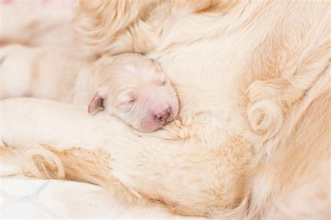 Sleeping White Newborn Puppy Of Golden Retriever Stock Photo Image Of