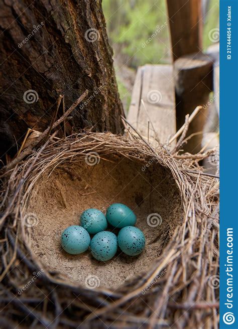Song Thrush Eggs In The Nest Stock Photo Image Of Wildlife Forest
