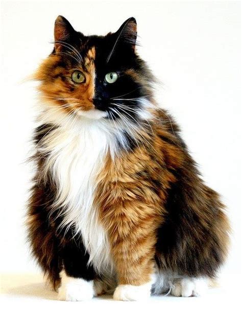 Calico Cat Kitties Pinterest