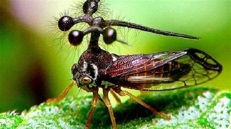 Regarder Le Monde Des Insectes Documentaire Des Animaux Hd 2020 En