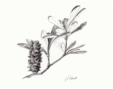 Print Of Original Ink Work Banksia Etsy Australia