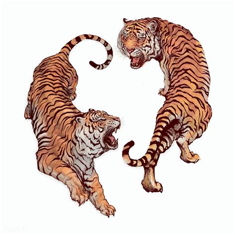 Hand Drawn Roaring Tiger Illustrations On An Off White Background