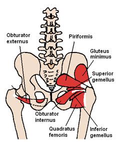 This deep muscle begins in the low back and pelvis and it passes by the front of the hip area and goes down toward the inner edge of the knee. Nine Ways To Help A Tight Piriformis For Runners