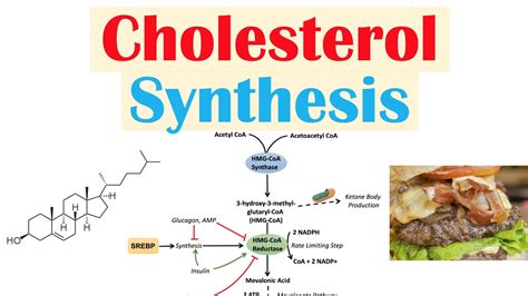 Cholesterol Synthesis How Our Bodies Make Cholesterol Youtube