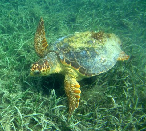 Loggerhead Sea Turtle Reptiles And Amphibians Of Mississippi