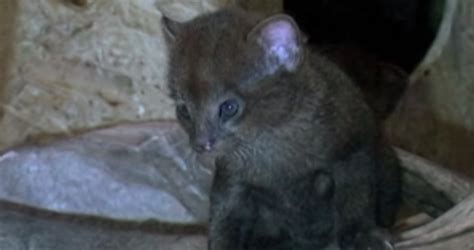 Fall In Love With Jaguarundi Kittens Cats Vs Cancer