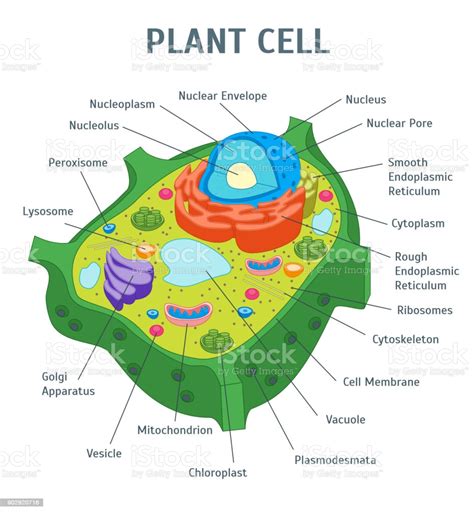 Part 2 draw the different shapes of leaves on the chalkboard and name them part 3 why are most leaves flat and thin? Cartoon Plant Cell Anatomy Banner Card Poster Vector Stock ...