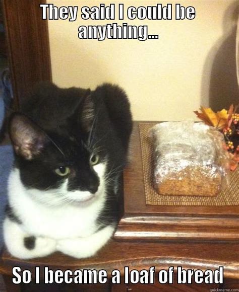 Cat Is Bread Illuminati Quickmeme