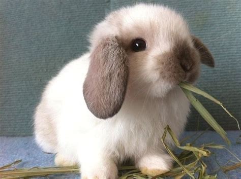 Pin By Em On Animaux Cute Baby Bunnies Cute Animals Pet Bunny