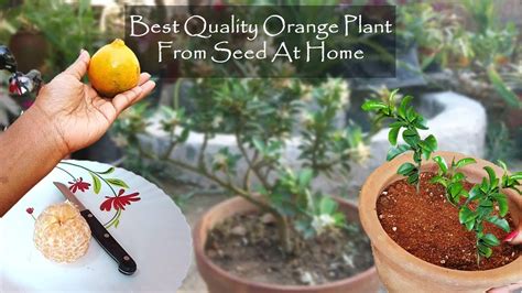 Grow Best Quality Orange Plant From Seed घर पे उगाएं नारंगी का पौधा