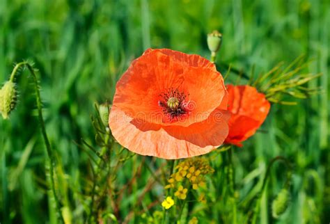 Poppy In A Field Stock Image Image Of Background Macro 14926169
