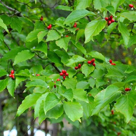Mar 18, 2019 · dogwood cornus florida. White Dogwood Tree | Dogwood trees, Thuja green giant ...