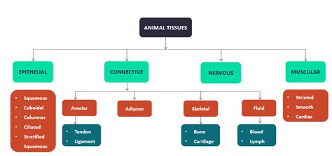 You can edit this flowchart using creately diagramming tool and include in your report/presentation/website. Draw a flow chart on types of animal tissue - Tutorix