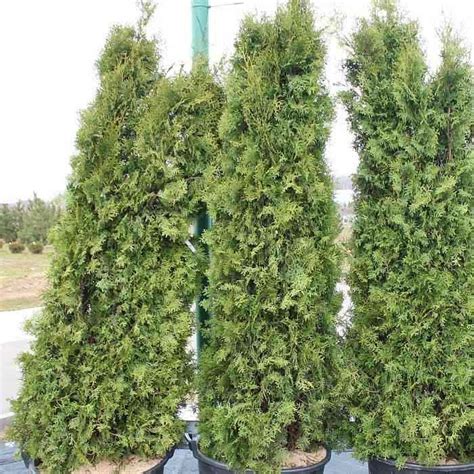 Thuja Occidentalis Pyramidalis Compacta Аmk Stroysu