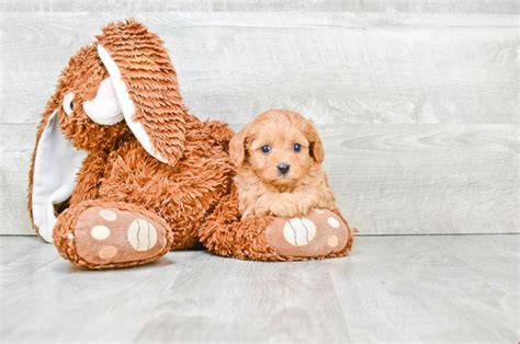 Cavapoo puppies adopted for a pet and on agreement to be spayed or neutered between 5 and 6 months of. Cavapoo Puppies Ohio | Cavoodles For Sale Online | Cavapoo ...