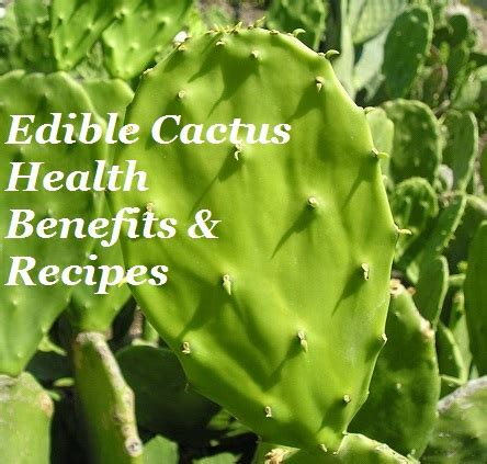 Desert bugs also obtain water through there food so they want to eat moist woods. Edible Cactus Health Benefits & Recipes - The Prepared Page