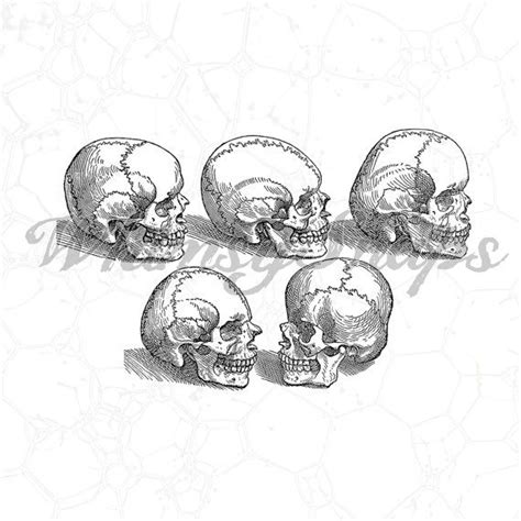 Five Skulls Vintage Illustration Digital Image By Whimsysnaps 250