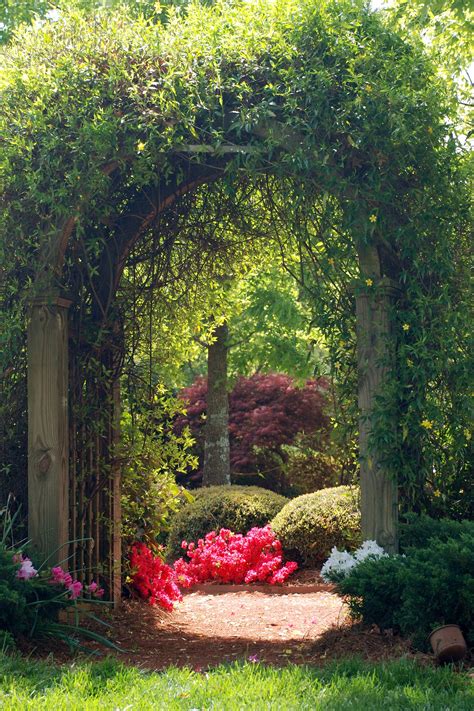 Arbor Covered In Carolina Jessamine Vine Leading In To A Secret Garden