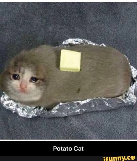 Potato Cat Potato Cat Ifunny