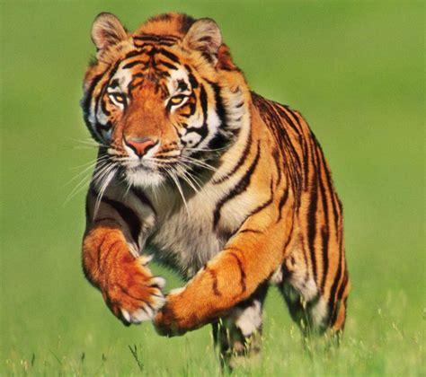 Third win for tigres women: Familia brasileña que vive con 7 tigres - Taringa!
