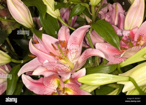 Bunch Of Lilies Hi Res Stock Photography And Images Alamy