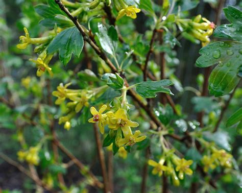 Golden Currant Ribes Aureum Fern Hill Nursery And Botanical Sanctuary