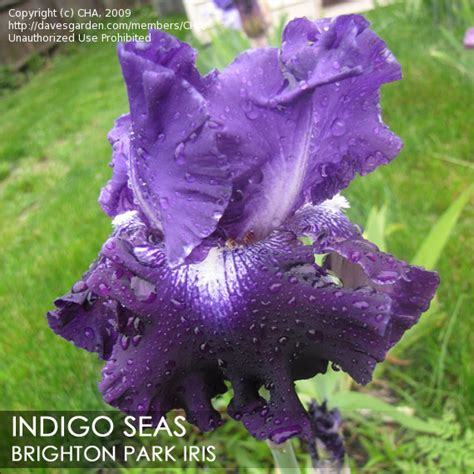 Plantfiles Pictures Tall Bearded Iris Indigo Seas Iris By Califsue