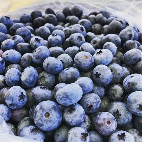 Michigan Blueberries Thriving Brownfield Ag News