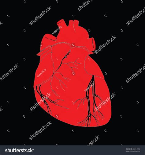 Human Heart Vector Illustration Stock Vector 85014352 Shutterstock