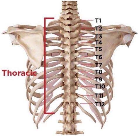 What Is The Thoracic Spine And Why Is It Important Myphysio Evolution