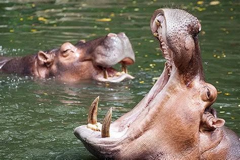 Pregon Agropecuario Los Hipopótamos Son Claves Para Los Ecosistemas