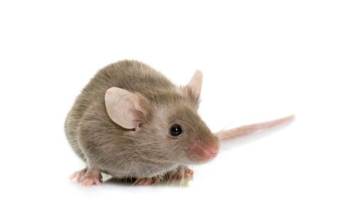 Gray Mouse In Studio Stock Photo And More Pictures Of Animal Istock