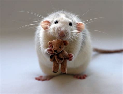 18 Adorable Rat Pics Proving That They Can Be The Cutest Pets Ever
