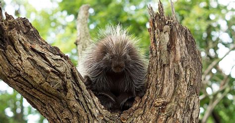 Prickly Porcupines Kids Answers
