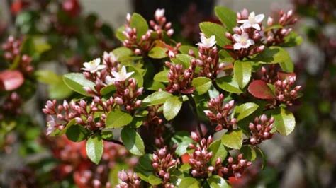 How To Grow Indian Hawthorn A Complete Guide