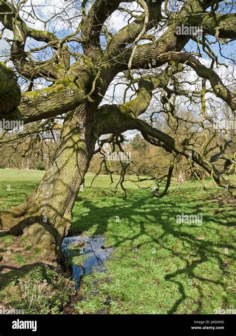 Sunlit Mature English Oak Tree In Spring Casting Shadows On Green Grass