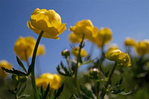 Identifying Wildflower Families Online Field Studies Council