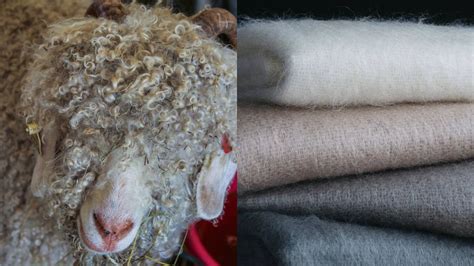 What Is Mohair And How Is It Fashionable Business Upturn