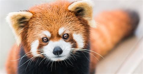 Red Panda Animal Facts Ailurus Fulgens Az Animals