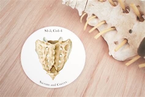 Gift For Doctor And Future Doctor Th Thoracic Vertebrae Coaster My Xxx Hot Girl