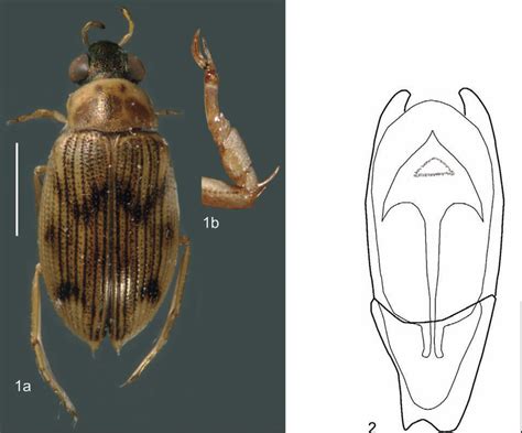 Hemiosus Tarsalis Holotype A Dorsal Habitus B Male Protarsus